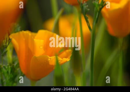 Coquelicots de Californie. Banque D'Images