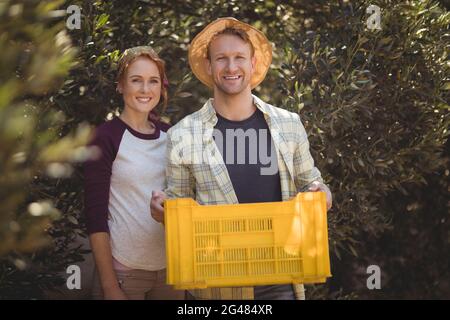 Portrait de l'homme heureux tenant la caisse avec la femme à la ferme d'olivier Banque D'Images