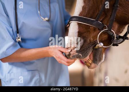 Section médiane du vétérinaire femelle vérifiant les dents de cheval Banque D'Images