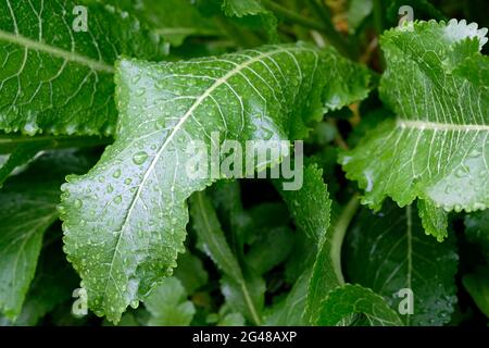 Gros plan sur le Bush du raifort. Draps de raifort avec gouttes de pluie, vue du dessus. Grandes feuilles vertes de raifort. Banque D'Images