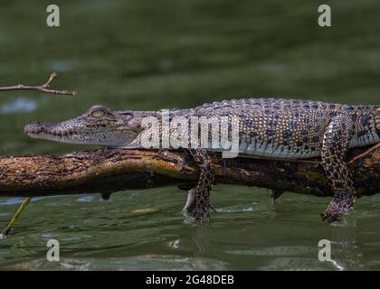 Croc de basage; gros plan d'un crocodile; mâchoires de crocodile; crocodile avec sa bouche ouverte au soleil; crocodile d'eau salée, rivière Nilwala Sri Lanka Banque D'Images