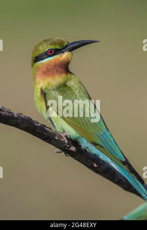 Oiseau assis sur une branche; bel oiseau assis sur une branche; oiseau coloré; oiseau coloré; l'oiseau à queue bleue de Sri Lanka, Wilpattu Banque D'Images