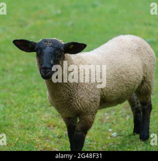 Un jeune mouton du Suffolk fixe de manière inquistive à la caméra Banque D'Images