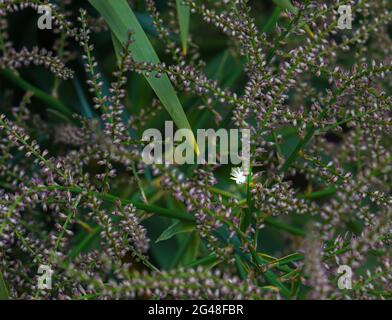 Tête de fleur émergeant sur une cordyline australis, communément connue sous le nom de chou, chou-palme ou tī kōuka Banque D'Images