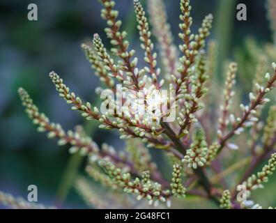 Tête de fleur émergeant sur une cordyline australis, communément connue sous le nom de chou, chou-palme ou tī kōuka Banque D'Images