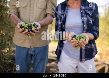 Section centrale du couple tenant les olives récoltées Banque D'Images