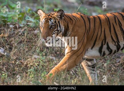 Tigre marchant dans la lumière du soleil dorée dans la forêt de Kabini, parc national de Nagarhole en Inde; grenaille très rare; rayures tigrées; inde; Panthera tigris bengalensis Banque D'Images