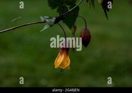 Abutilon 'Kentish Belle' Banque D'Images