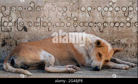 Chien solitaire couché ; chien dans le temple ; chien dans un temple au Myanmar ; chien endormi ; chien errant ; chien errant ; chien errant. Banque D'Images