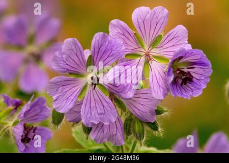 Géranium 'Philippe Vapelle' fleur de Géranium renardii Banque D'Images