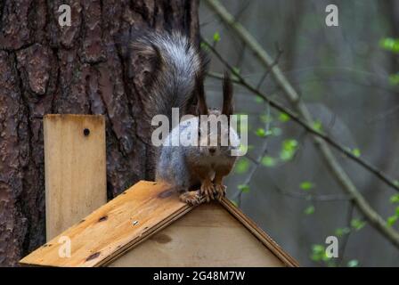 Écureuil sauvage sur un creux d'alimentation dans la forêt. Banque D'Images