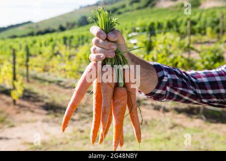 Agriculteur détenant des carottes récoltées dans le champ Banque D'Images