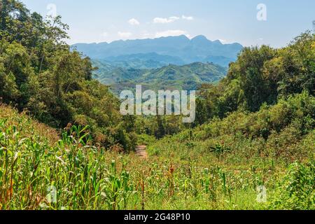 Champ de maïs dans les hautes terres guatémaltèques de la région de Lanquin, Semuc Champey et Coban, État d'Alta Verapaz, Guatemala. Banque D'Images