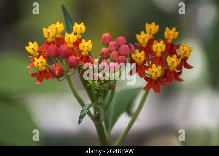 Foyer doux de fleurs d'herbe de papillon mexicain qui fleurit dans un jardin Banque D'Images