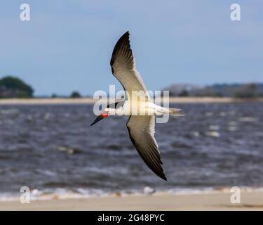 Ce Skimmer Noir est pris sur fond de rivage lointain sur l'île Jekyll. Banque D'Images