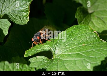 Mignon périodique 17 ans cicada perchée sur une feuille. Banque D'Images