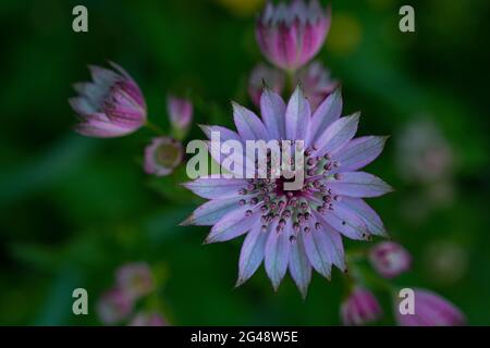 Astrantia Major var. Rosea dans un jardin de Norfolk Royaume-Uni. Banque D'Images