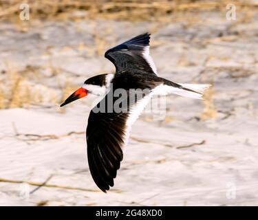 Les Black Skimmers sont une vue commune le long de la Côte d'Or de Géorgie. Vous pouvez les voir sur les îles de la barrière. Celui-ci est une île Jekyll. Banque D'Images