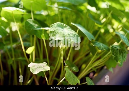 Jeunes nasturtium ou Tropaeolum majus feuilles dans un pot de fleurs en plein air par temps ensoleillé Banque D'Images