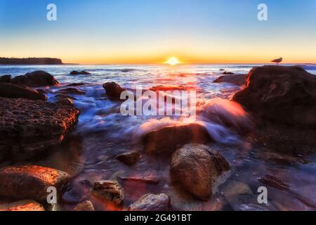 Mouette sur un rocher de grès de la plage de Newport à Sydney au lever du soleil - littoral de l'océan Pacifique. Banque D'Images