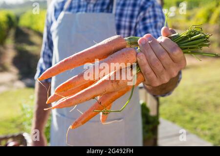 Agriculteur détenant des carottes récoltées dans le champ Banque D'Images