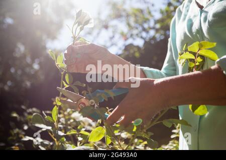 Section médiane d'une femme âgée coupant une tige de fleur avec un sécateur Banque D'Images