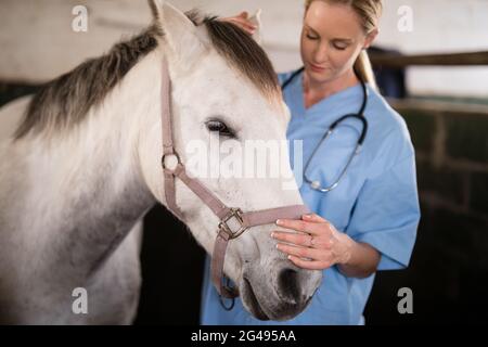 Femelle vétérinaire cheval de course Banque D'Images