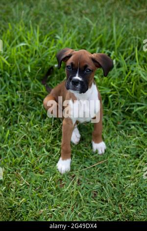Jeune chien Boxer chiot assis sur l'herbe verte Banque D'Images