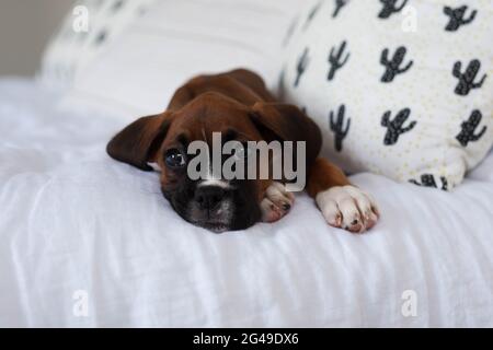 Boxer puré chien chiot posé sur le lit Banque D'Images