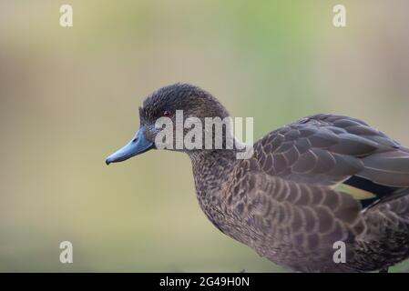 Chestnut Teal femelle Banque D'Images