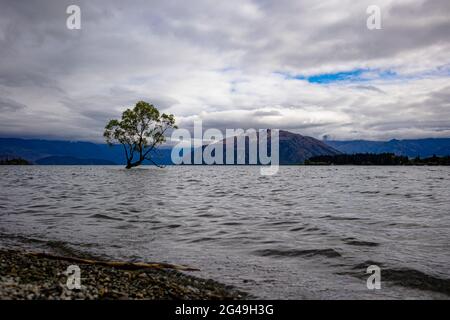 Cet arbre de Wanaka, l'arbre le plus photographié au monde. Lac Wanaka, Central Otago, Nouvelle-Zélande. Banque D'Images