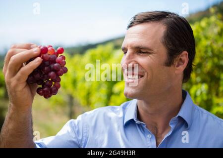 Vintner examinant les raisins dans le vignoble Banque D'Images