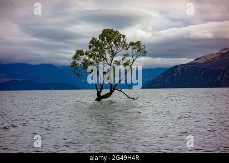 Cet arbre de Wanaka, l'arbre le plus photographié au monde. Lac Wanaka, Central Otago, Nouvelle-Zélande. Banque D'Images