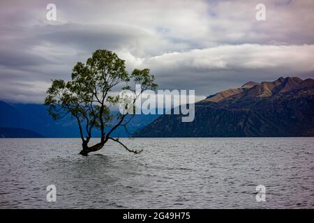 Cet arbre de Wanaka, l'arbre le plus photographié au monde. Lac Wanaka, Central Otago, Nouvelle-Zélande. Banque D'Images