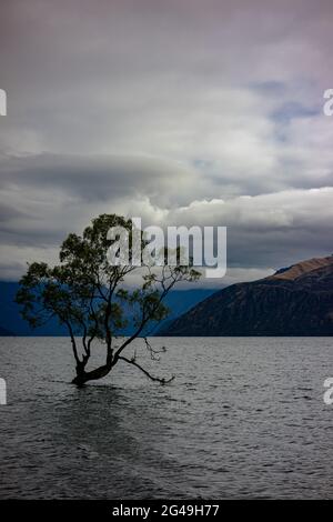 Cet arbre de Wanaka, l'arbre le plus photographié au monde. Lac Wanaka, Central Otago, Nouvelle-Zélande. Banque D'Images