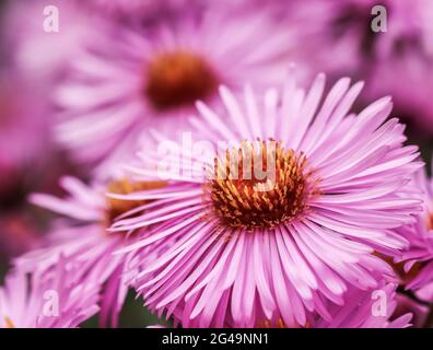 Belles fleurs roses d'aster d'automne dans le jardin Banque D'Images