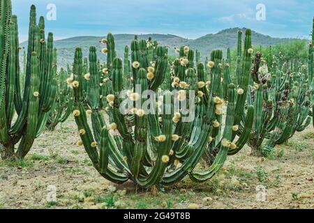 Verger de cactus donnant de riches pitayas, Banque D'Images