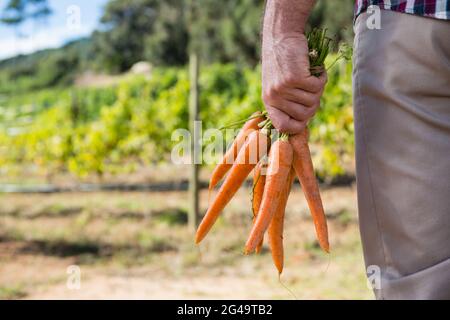 Agriculteur détenant des carottes récoltées dans le champ Banque D'Images