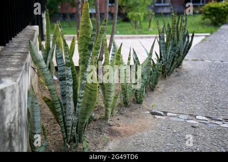 salvador, bahia, brésil - 18 juin 2021: Sansevieria trifasciata plante, connu sous le nom de Sword of Sao Jorge est vu dans la ville de Salvador. *** Légende locale *** Banque D'Images