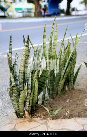 salvador, bahia, brésil - 18 juin 2021: Sansevieria trifasciata plante, connu sous le nom de Sword of Sao Jorge est vu dans la ville de Salvador. *** Légende locale *** Banque D'Images