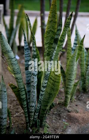 salvador, bahia, brésil - 18 juin 2021: Sansevieria trifasciata plante, connu sous le nom de Sword of Sao Jorge est vu dans la ville de Salvador. *** Légende locale *** Banque D'Images