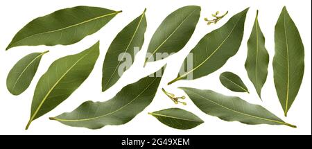 Feuilles de laurier frais isolé sur fond blanc Banque D'Images