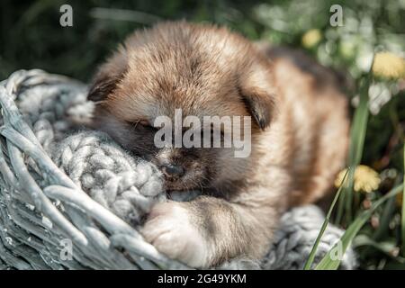 Un petit chiot mignon dort dans un panier au milieu de l'herbe à l'extérieur. Banque D'Images