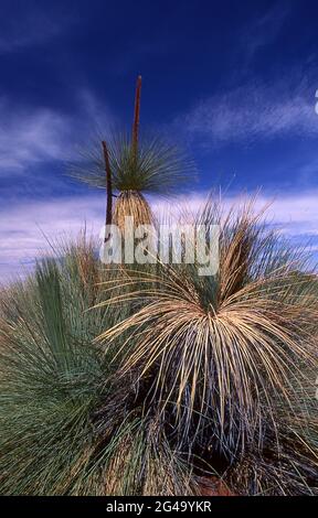 Planez des arbres contre le ciel bleu dans le parc national des Flinders Ranges, en Australie méridionale. Banque D'Images