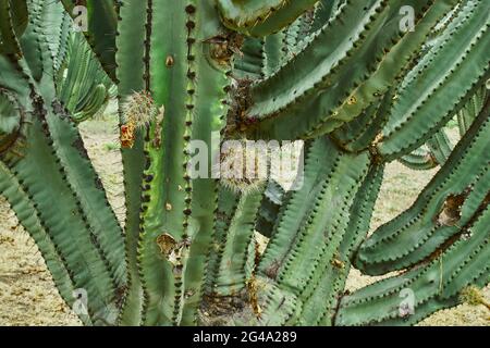 Verger de Cactus donnant des pitayas riches, des boules avec des épines sur les corps lors d'une journée nuageux Banque D'Images