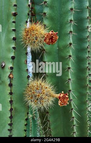 Verger de Cactus donnant des pitayas riches, des boules avec des épines sur les corps lors d'une journée nuageux Banque D'Images