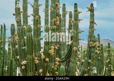 Verger de Cactus donnant des pitayas riches, des boules avec des épines sur les corps lors d'une journée nuageux Banque D'Images