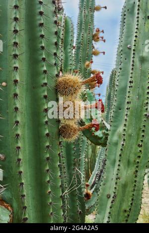 Verger de Cactus donnant des pitayas riches, des boules avec des épines sur les corps lors d'une journée nuageux Banque D'Images