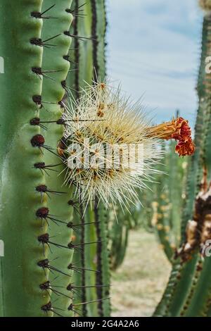 Verger de Cactus donnant des pitayas riches, des boules avec des épines sur les corps lors d'une journée nuageux Banque D'Images