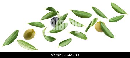 Chute des feuilles d'olive isolées sur fond blanc
